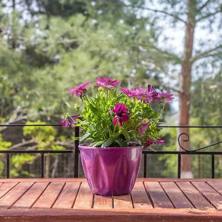 Andreas * Agios Georgios Pagon